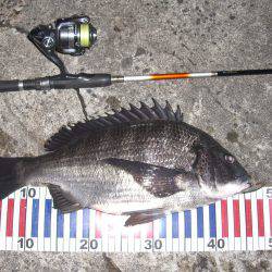 メバリングに嬉しいゲスト