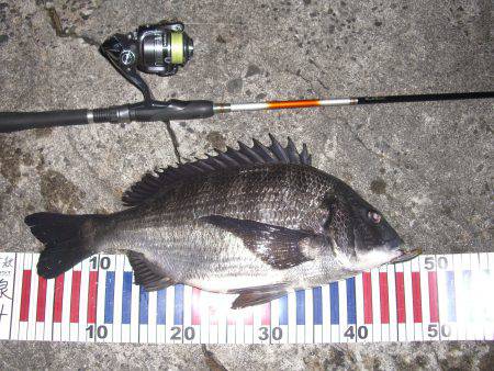 メバリングに嬉しいゲスト