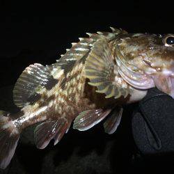 北風ピュ〜ピュ〜〜寒い中、ガッシーとご対面