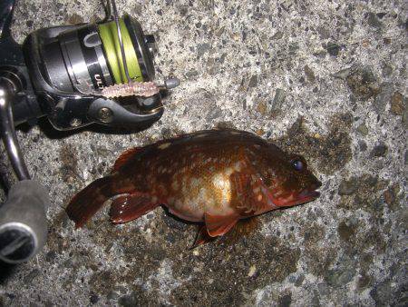 メバリングのはずがσ^_^;