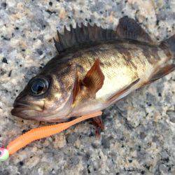 ま、巻くだけで釣れるとは…^o^