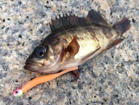ま、巻くだけで釣れるとは…^o^