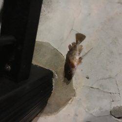 大丈夫です、ガシラはいますよ