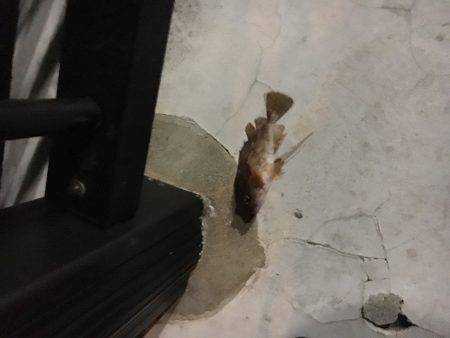 大丈夫です、ガシラはいますよ