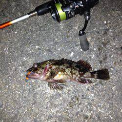 癒しのロックフィッシュ