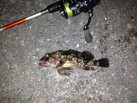 癒しのロックフィッシュ