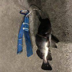 春は近づいているようです