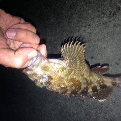 ロックフィッシュ釣行