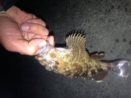 ロックフィッシュ釣行