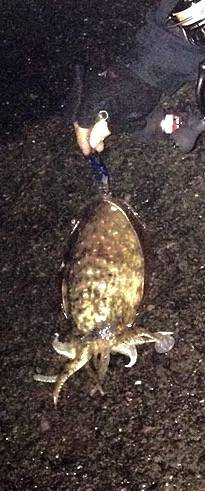 コウイカエギング