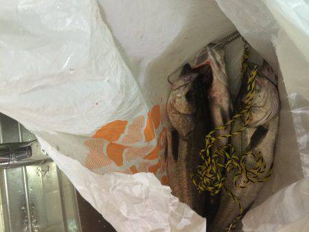 ありがとうございます