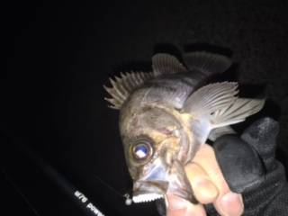 はるはる めばる