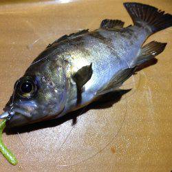 こりゃ、釣りにならんぞ。