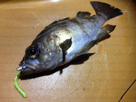 こりゃ、釣りにならんぞ。