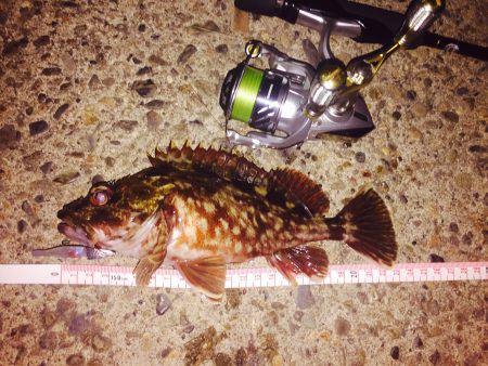 癒し系のあいつら