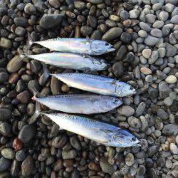 ソウダガツオ好調(・ω・)ノ