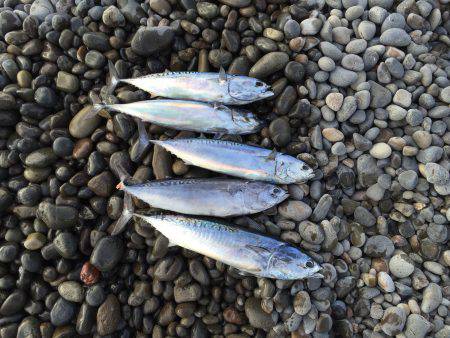 ソウダガツオ好調(・ω・)ノ