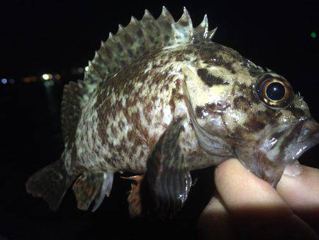根魚探り釣りダイエット（笑）