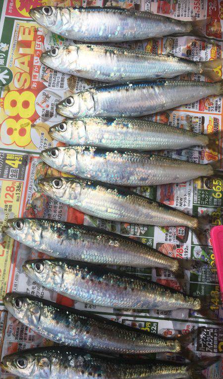 マイワシ最高！