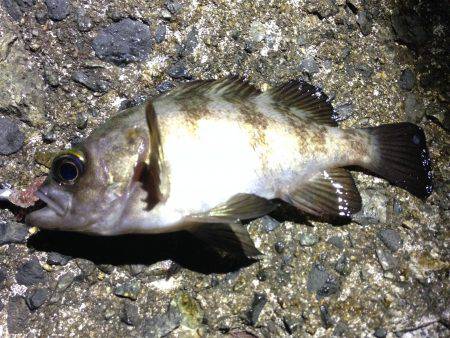 なかなかシブい…