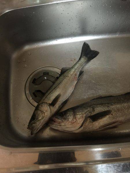 イワシを探して三千里