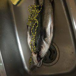 ルアーテストで