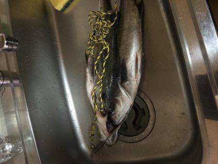 ルアーテストで