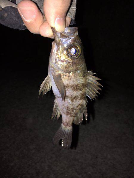 シーバスのはずが…