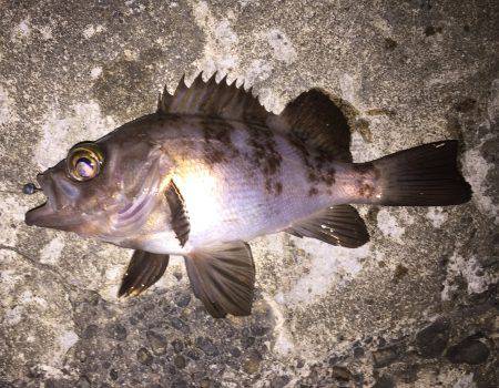 久しぶりに加太へ