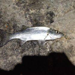 やっぱりミニヒラ