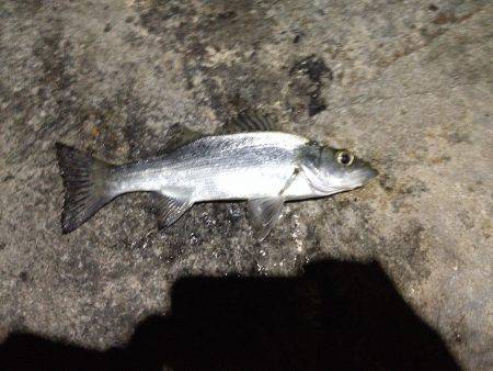 やっぱりミニヒラ