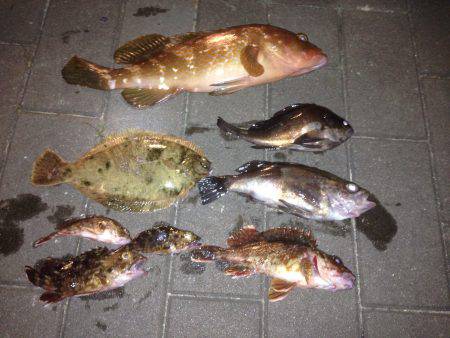 アコウ メバル カレイ ガシラ