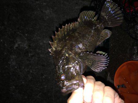 夜明けのメバリング