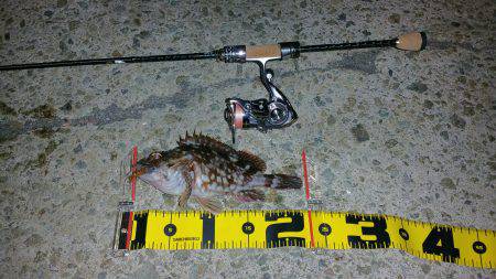 久しぶりのガシラ