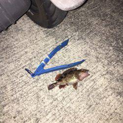 雨が上がってたので