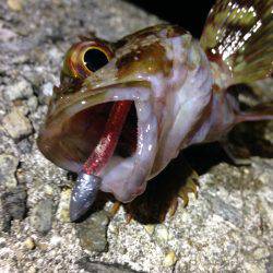 ちょこっと釣行。