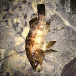 2日連続メバリング