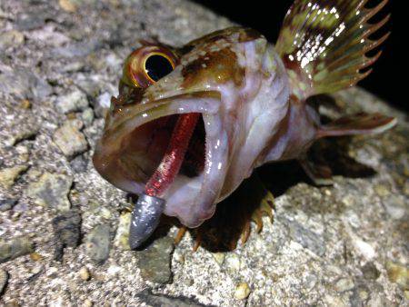 ちょこっと釣行。