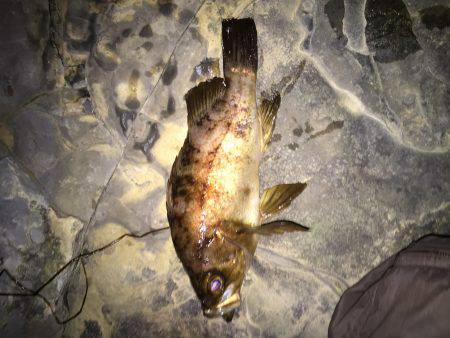 2日連続メバリング