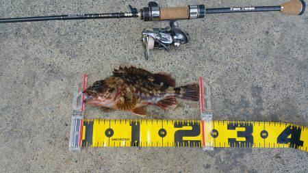 さむいけど、ロックフィッシュゲーム。