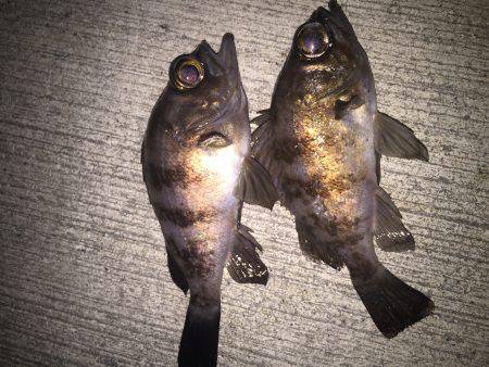 メバリング…。