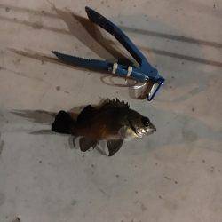 平日なのに超満員