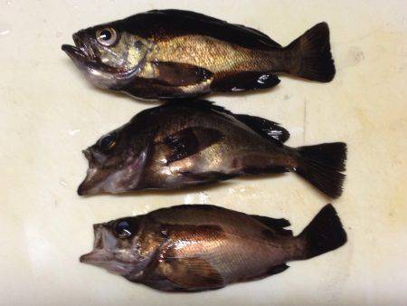 久しぶりのメバリング❗️