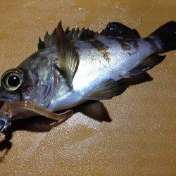 爆風向かい風釣行！