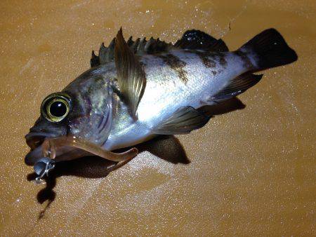 爆風向かい風釣行！