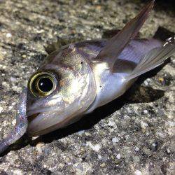 満潮までやろう！