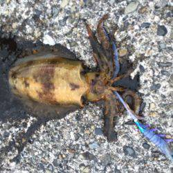 遠征なんとかボウズ逃れの劇渋