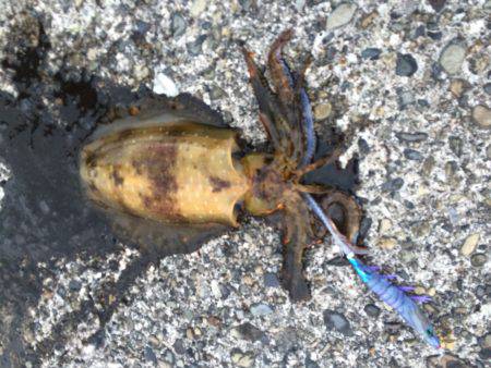 遠征なんとかボウズ逃れの劇渋