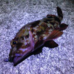 ニュースポット探索。