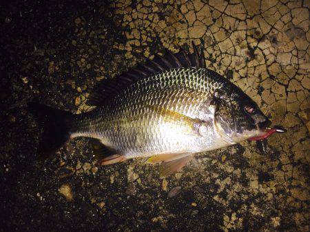 浅場のキビレさん探し